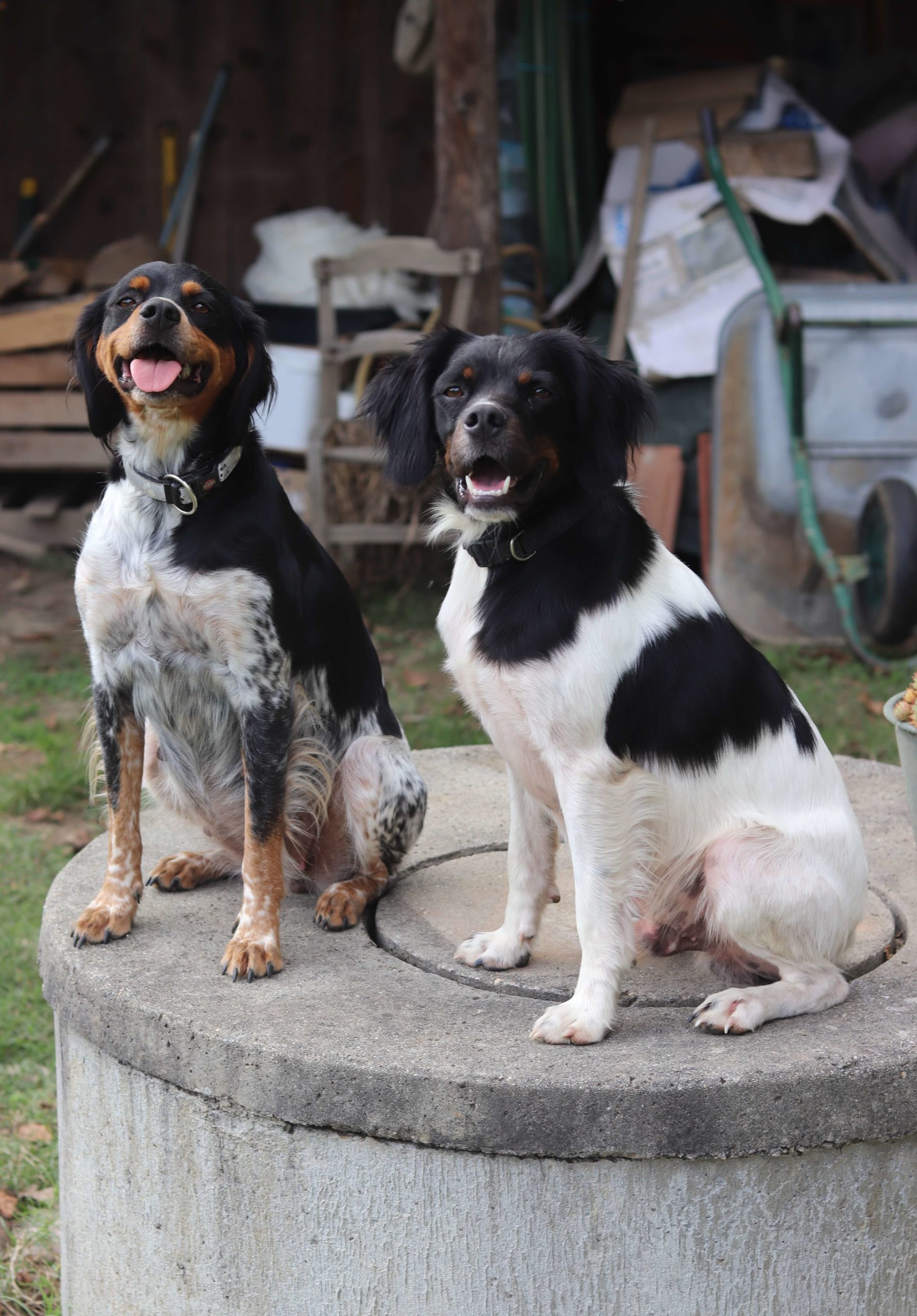 You are currently viewing Futur portée à la plaine d’Ipnaya.